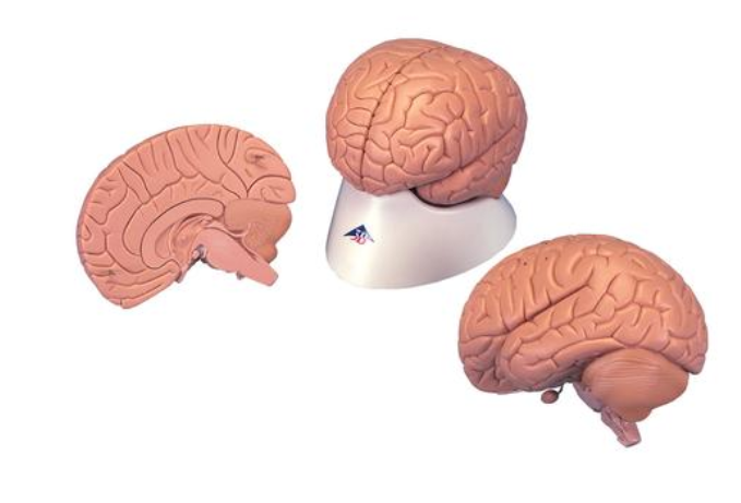 Úvodný model mozgu, 2 časti