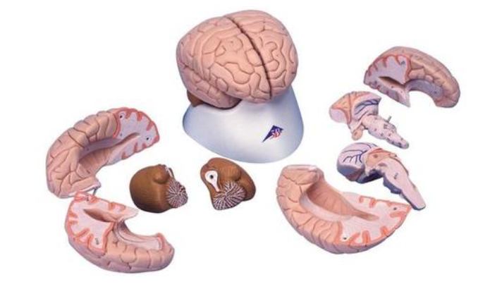 Model mozgu, 8 častí