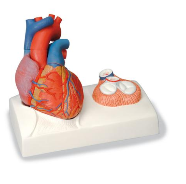Magnetický model srdca, životná veľkosť, 5 častí