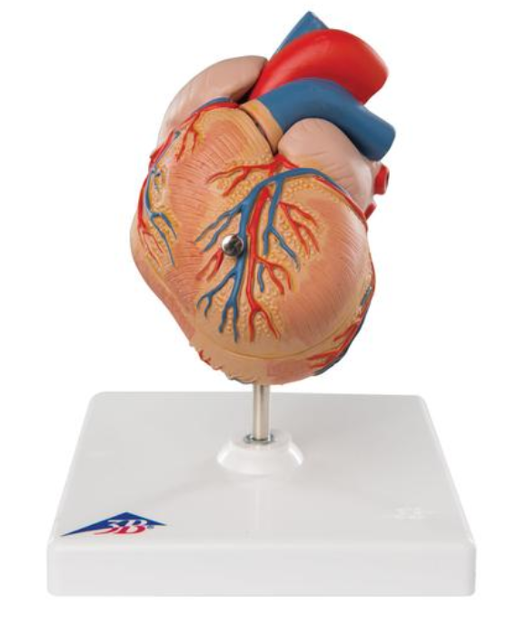 Klasické srdce s ľavou vertikulárnou  hypertrofiou (LVH), 2 časti