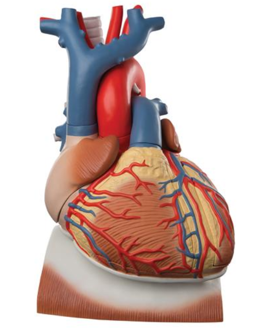 Srdce na membráne, 3 krát životná veľkosť, 10 častí