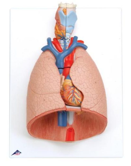 Model pľúc s hrtanom, 7 častí