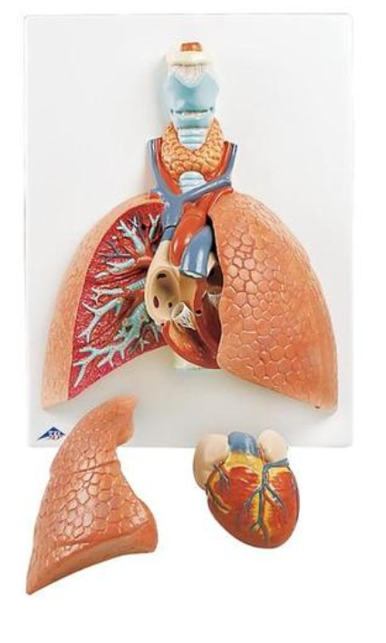 Model pľúc s hrtanom, 5 častí