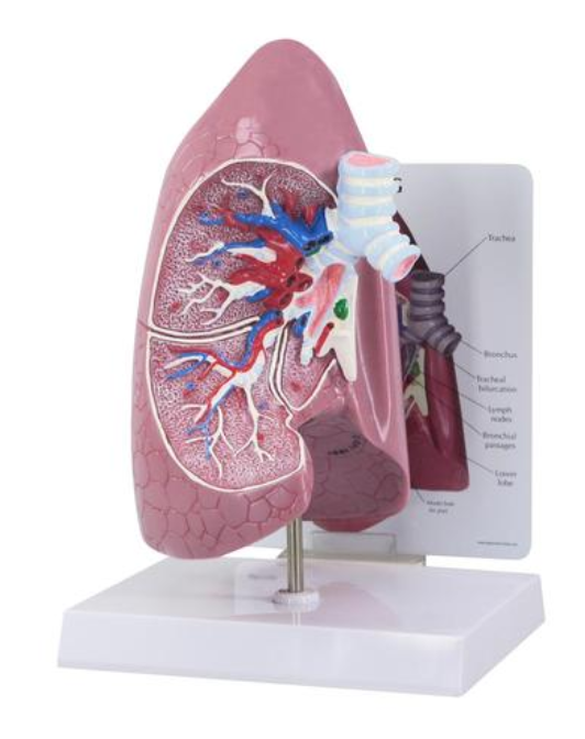 Model pľúc