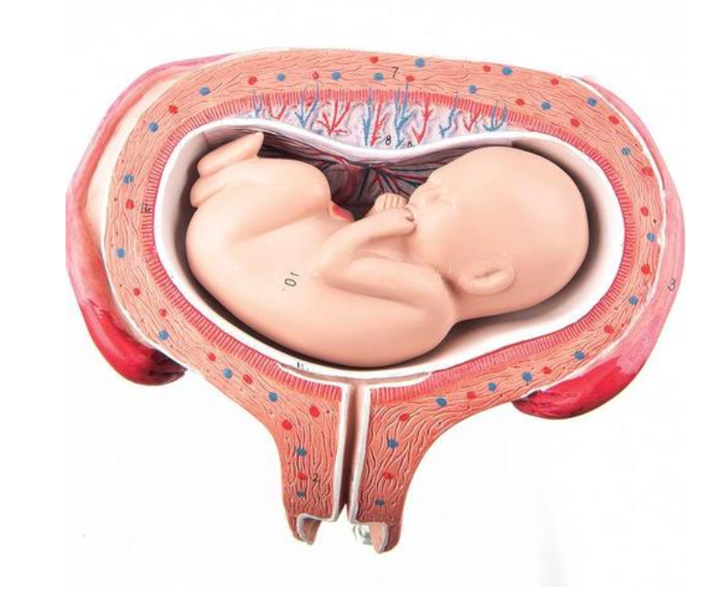 Model plodu, 5 mesiac, dorzálna pozícia 