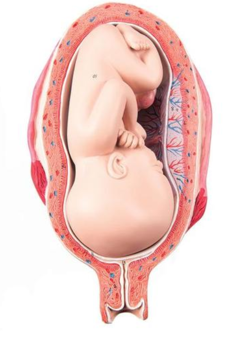 Model plodu, 7 mesiac