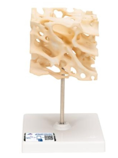 Model ľudskej spongióznej kosti, 100-krát zväčšený