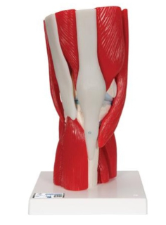 Model ľudského kolenného kĺbu s odnímateľnými svalmi, 12 častí
