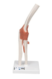 Model ľudského lakťového kĺbu s väzbami 