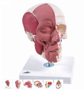 Model ľudskej hlavy s tvárovým a žuvacím svalstvom