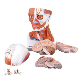 Model ľudskej hlavy a svaly krku - 5 častí