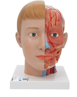 Model ľudskej hlavy a krku - 4 časti