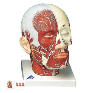 Model ľudskej hlavy so svalmi a nervami