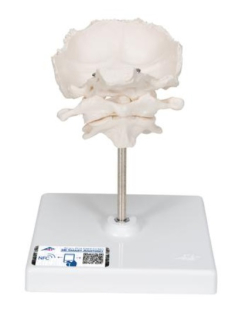 Model ľudského atlasu a axisu s tylovou kosťou 
