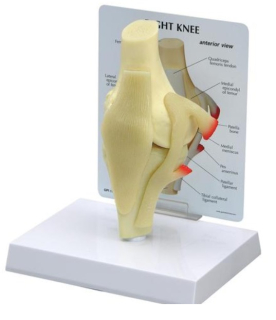 Základný model kolena