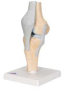 Model ľudského kolenného kĺbu, 3 časti