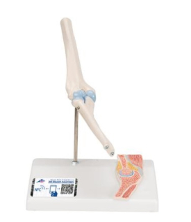 Mini model ľudského lakťového kĺbu s prierezom