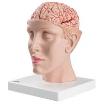 Mozog s arteriami na základni hlavy, 8 dielov