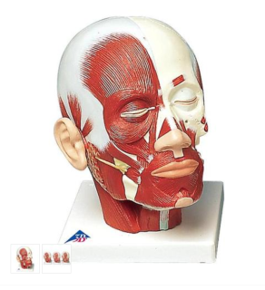 Model ľudskej hlavy so svalmi