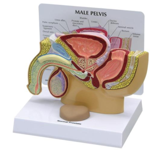 Model mužskej panvy s prostatou