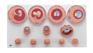 Model embryonálneho vývoja v 12 etapách