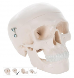 Mini Human Skull Model, 3 part - skullcap, base of skull, mandible