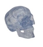 Transparent Classic Human Skull Model, 3 part