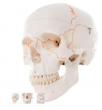 Numbered Human Classic Skull Model, 3 part