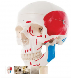 Classic Human Skull Model, painted, 3 part