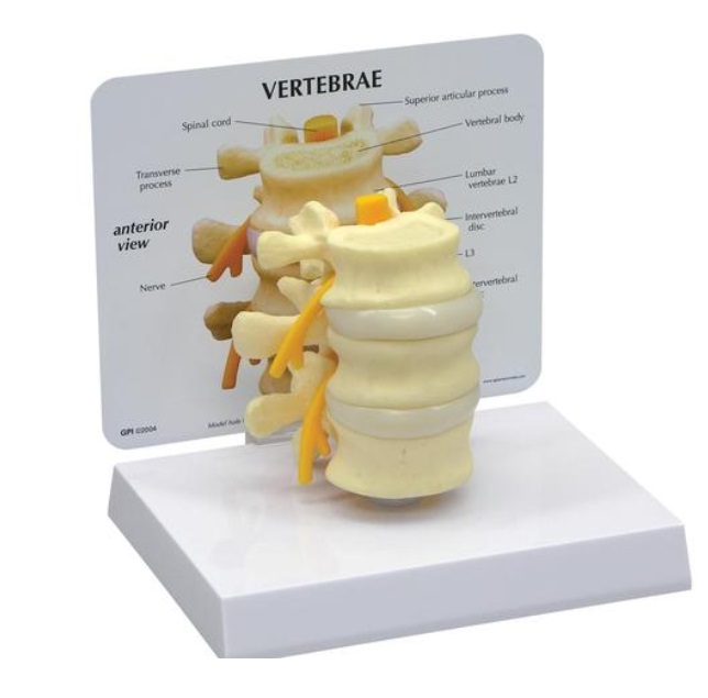 Základný model stavcov 