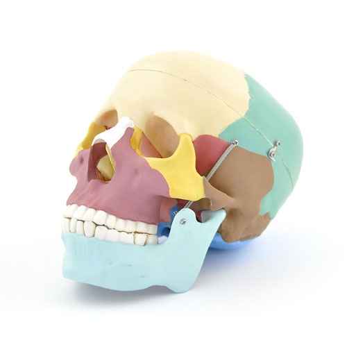 Anatomický model lebky - farebný