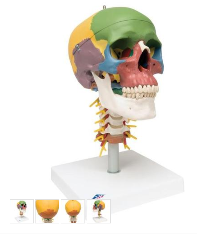 Didactic Human Skull Model on Cervical Spine, 4 part