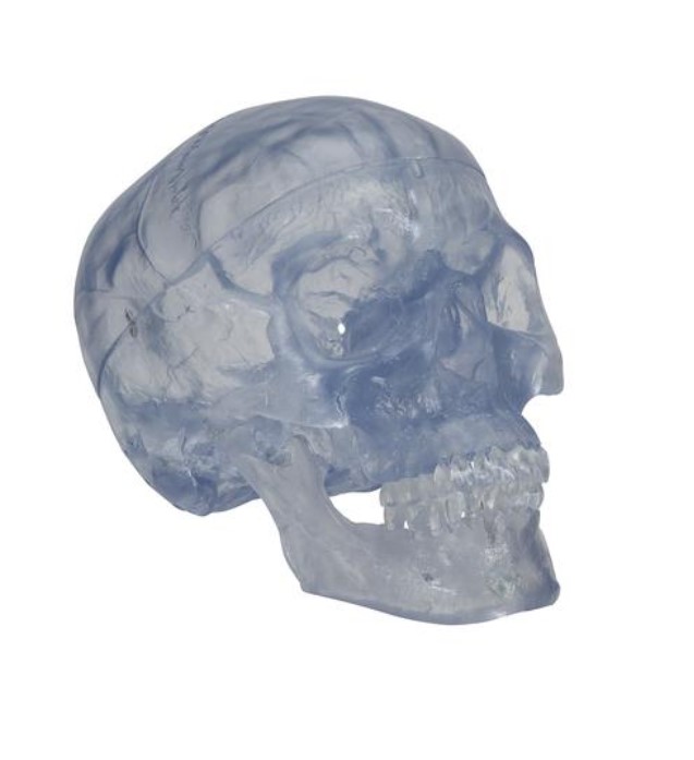 Transparent Classic Human Skull Model, 3 part