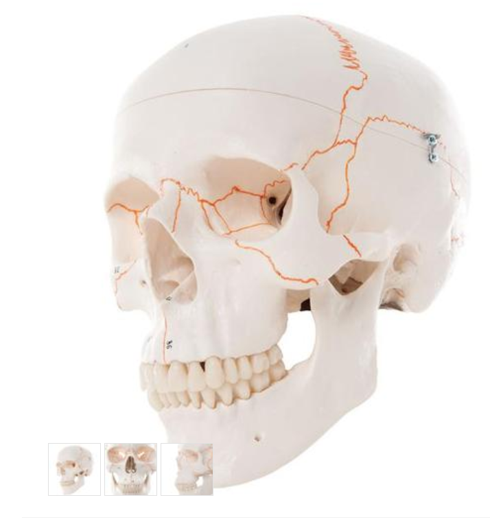 Numbered Human Classic Skull Model, 3 part