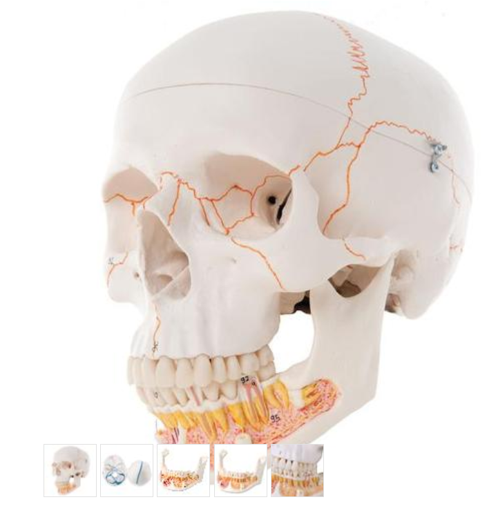 Classic Human Skull Model, with Opened Lower Jaw, 3 part