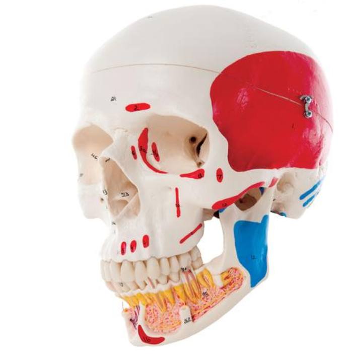 Classic Human Skull Model with Opened Lower Jaw, 3 part, painted
