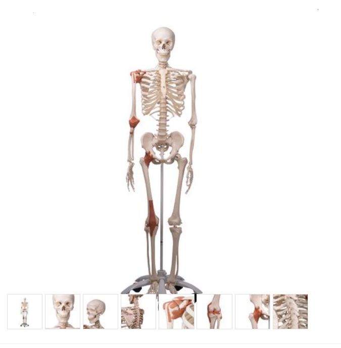 Skeleton Model with Ligaments - Leo