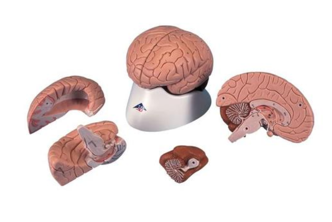 Model mozgu, 4 časti