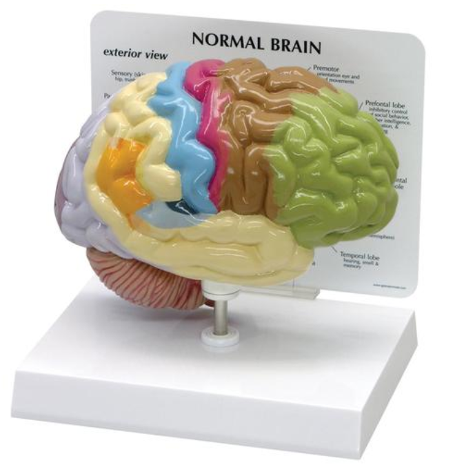 Model polovice mozgu