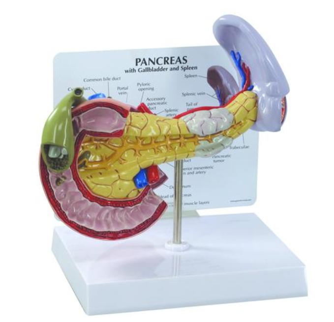 Model pankreasu