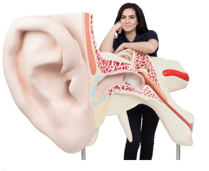 Najväčší model ucha na svete, 15-krát životná veľkosť, 3 časti