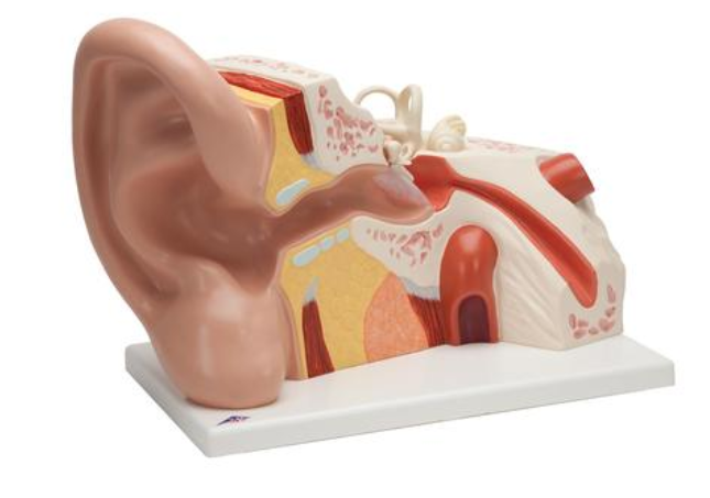 Model ucha, 5-krát životná veľkosť, 3 časti