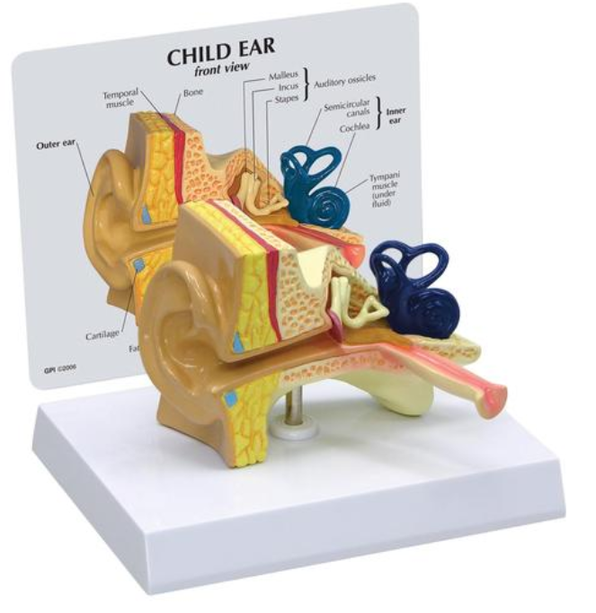 Model detského ucha
