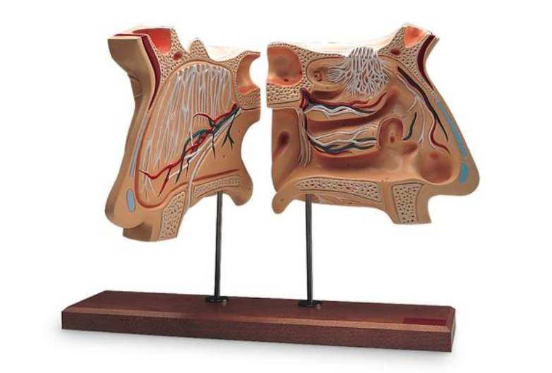 Model nosa a čuchového orgánu, 4-násobná životná veľkosť
