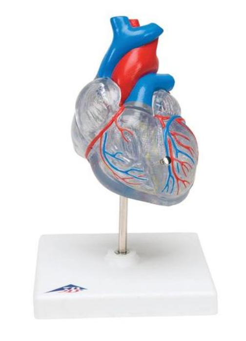Klasické srdce s vodivým systémom, 2 časti