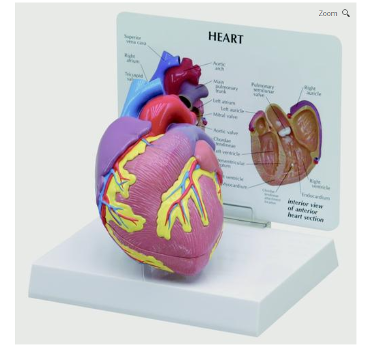 Model srdca