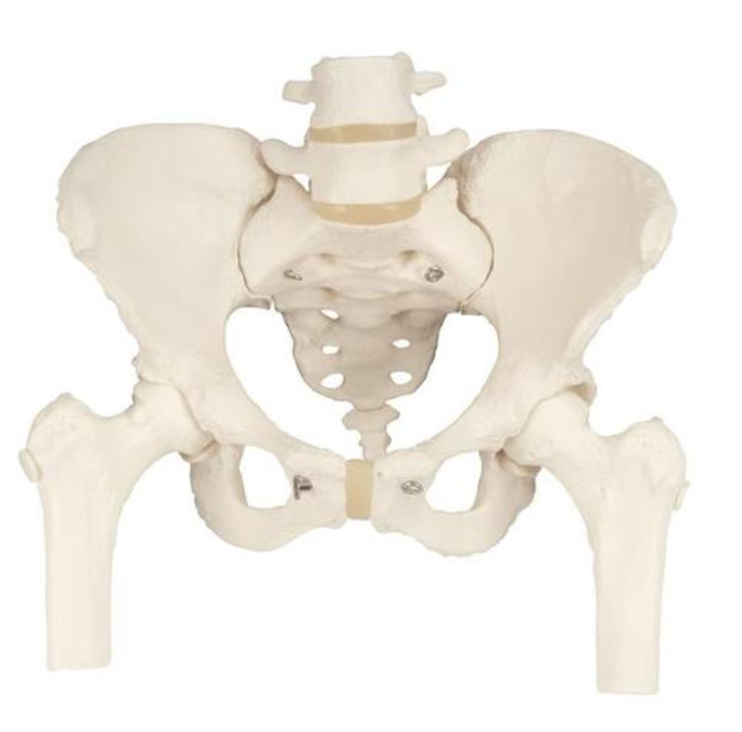 Panvová kostra, ženská s pohyblivými hlavami stehennej kosti