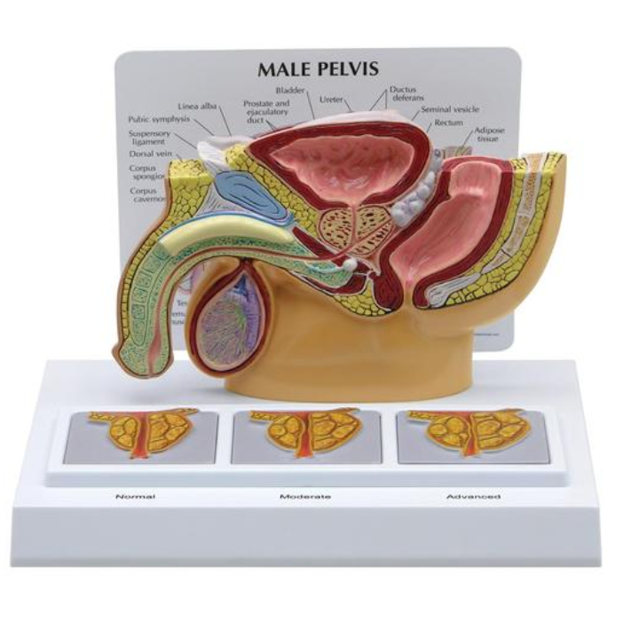Model mužskej panvy s 3D prostatou