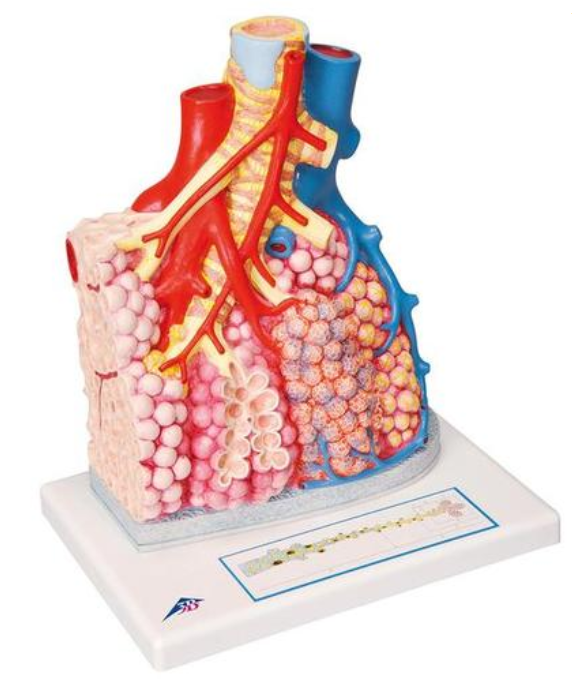 Pľúcna lobulka s okolitými krvnými plavidlami
