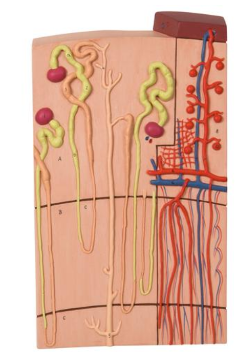 Nefróny a krvné nádoby, 120-krát životná veľkosť